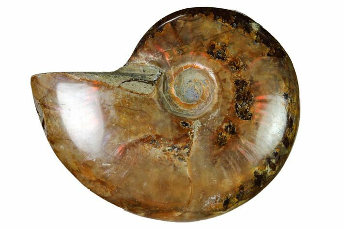 Red Flash Ammonite Fossil - Madagascar #151689